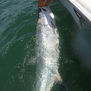 Meet your Posher, Collin